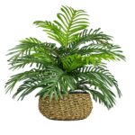 Palm in Low Basket Planter