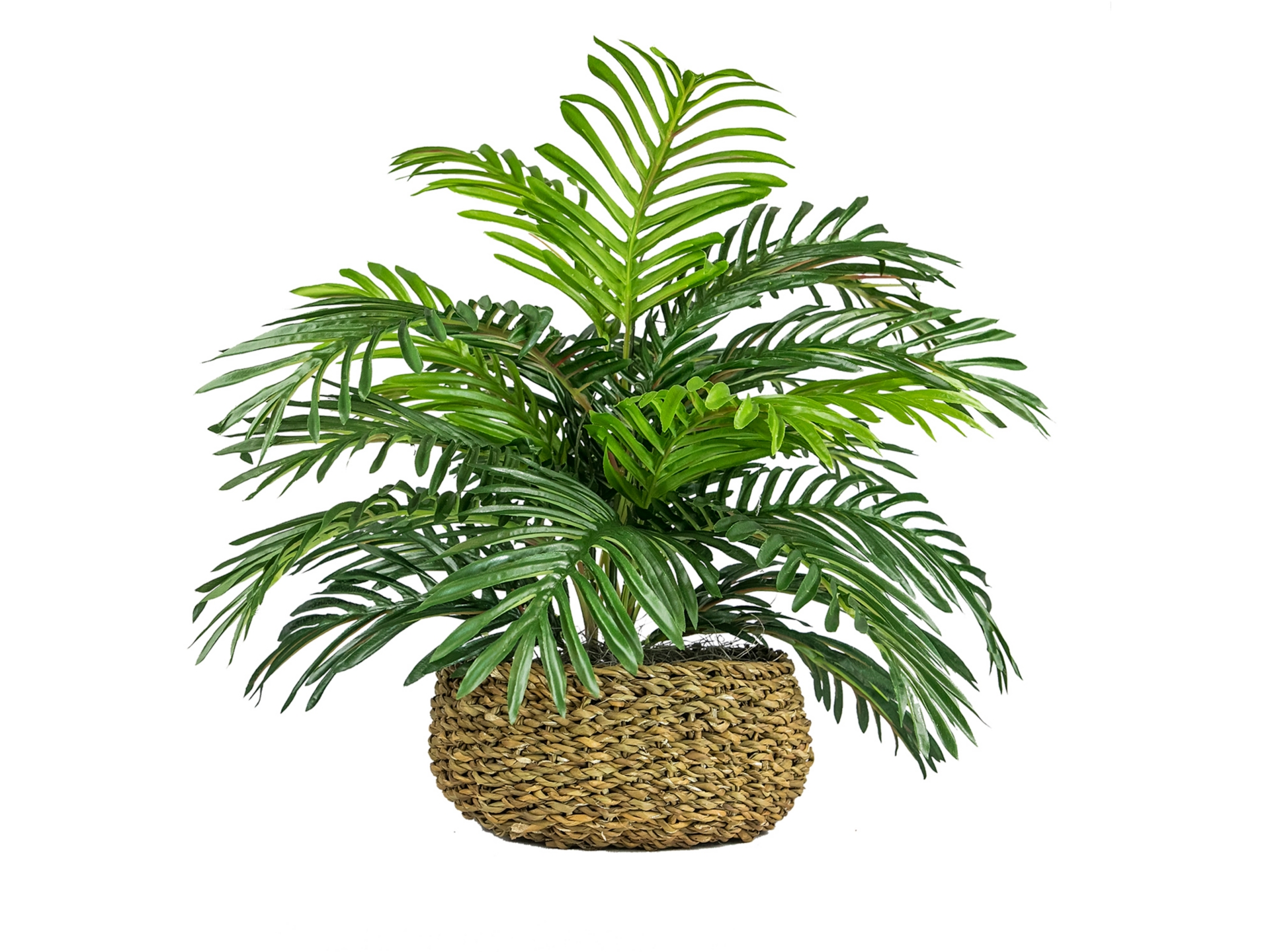 A600021194_2 Palm in Low Basket Planter - Image 1