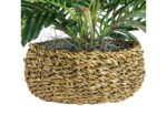 Palm in Low Basket Planter - Image 4