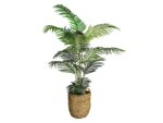 Areca Palm Tree in a Basket