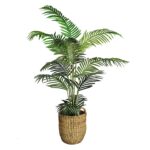 Areca Palm Tree in a Basket