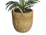 Areca Palm Tree in a Basket - Image 4
