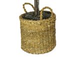 Ficus Tree in Basket - Image 4