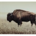Brutus Bison Wall Art